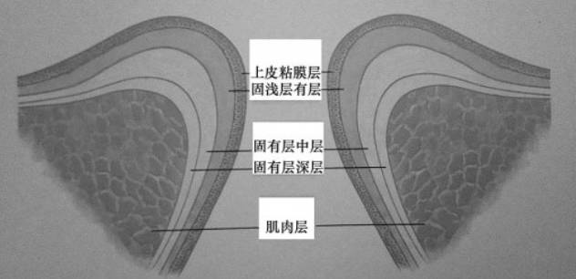 最重要的发声器官是什么