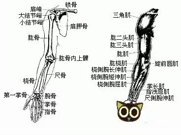 摸摸自己小臂上的骨头和肉肉,你就知道是什么啦~有空自己试试看哦