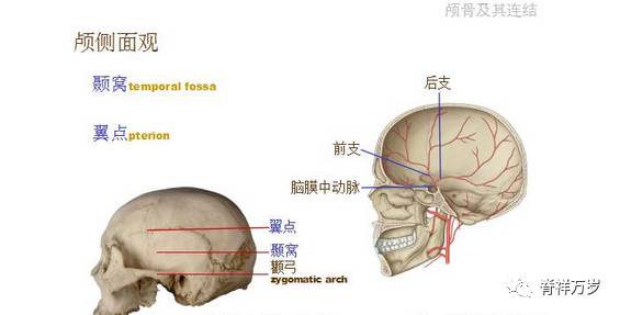 头颅解剖图骨头图片