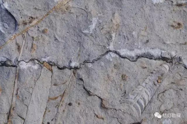 奥陶系灰岩中压溶形成的缝合线构造