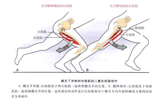 短收肌位於恥骨肌和長收肌的深部,起自恥骨下支外面,止於股骨恥骨肌線