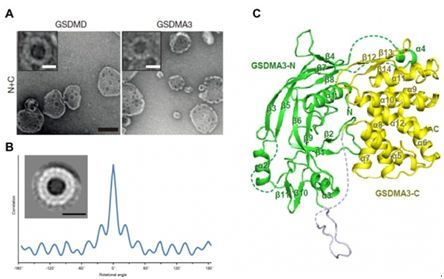 院士课题组通力合作,在《nature》杂志上在线发表题为"pore-forming