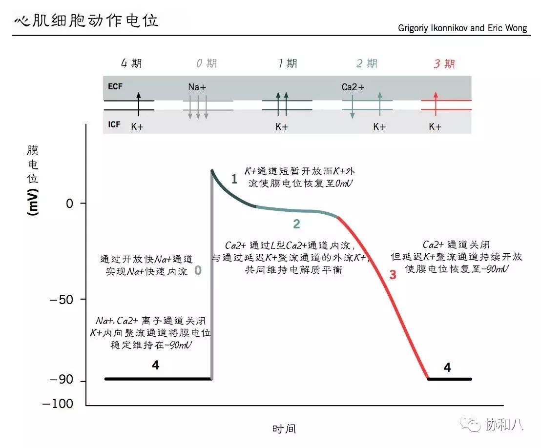 浦肯野纤维阈电位图片