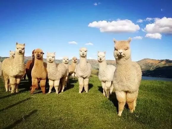 緊急通知蚌埠的這個地方國慶期間將變身成動物園