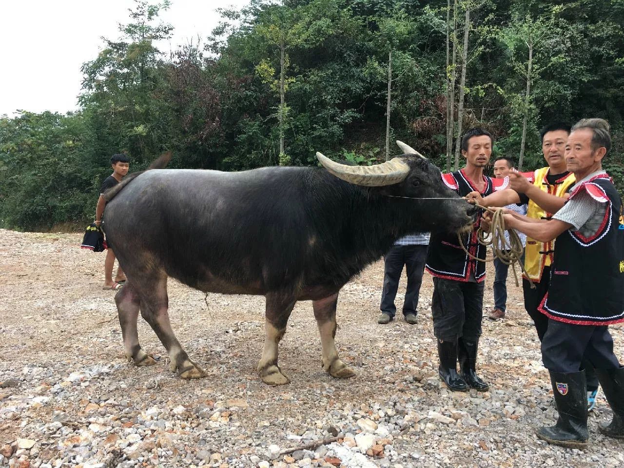 牛王,4個人才能勉強拉住牛牛們的戰士名字也是個個霸氣十足:小擎天柱