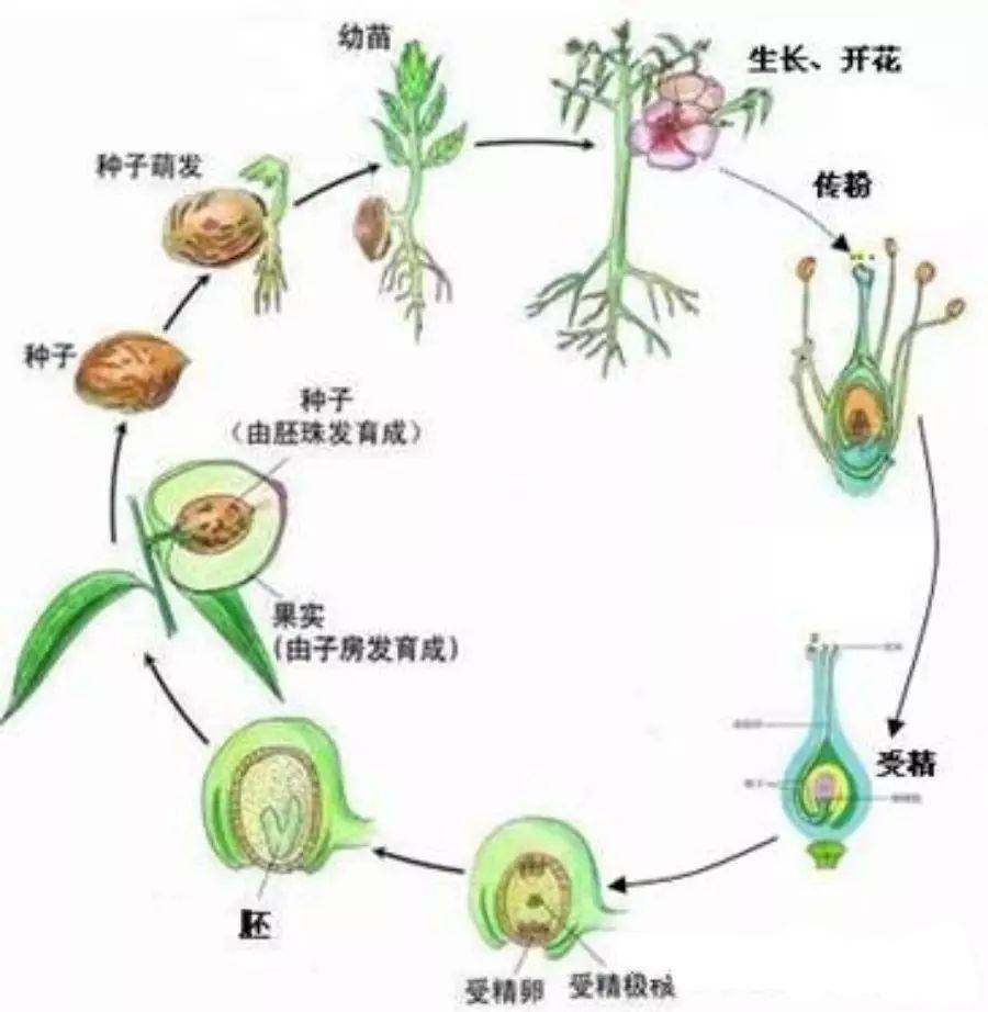 被子植物生长发育的起点是受精卵,一生要经历:(二)被子植物的一生果实