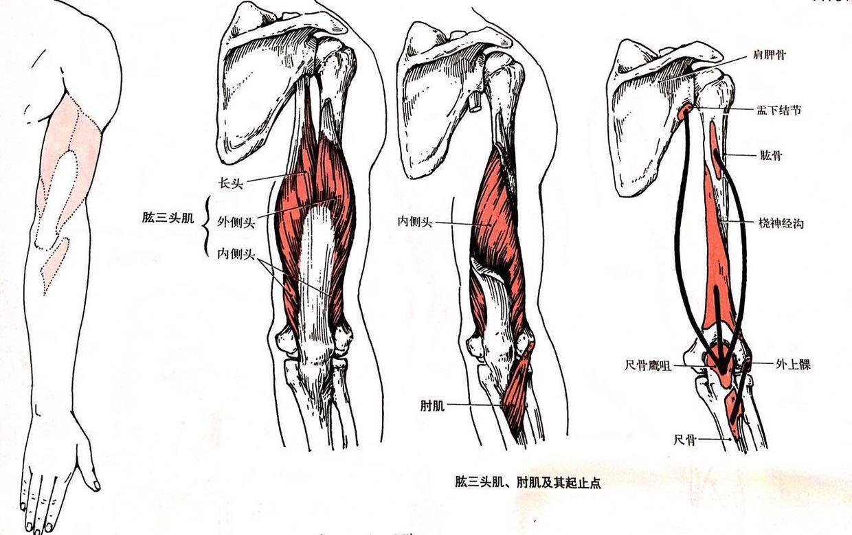 肱三头肌 解剖图片