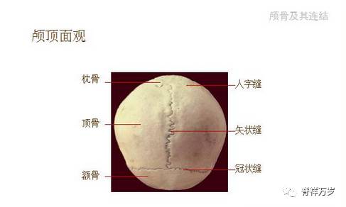 當您對顱骨知識有所認識之後,對我們臉部的不對稱:大小臉,大小眼,眉毛