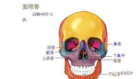 颅骨解剖彩色图文