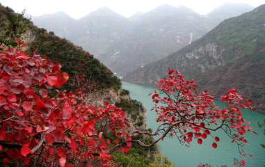 三峽紅葉的觀賞期長達3個月左右,自11月初一直延續到次年1月.