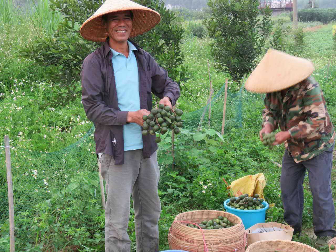 广西宾阳黎塘镇澳洲坚果产业助力扶贫攻坚从退桉还果还林工程到喜颜