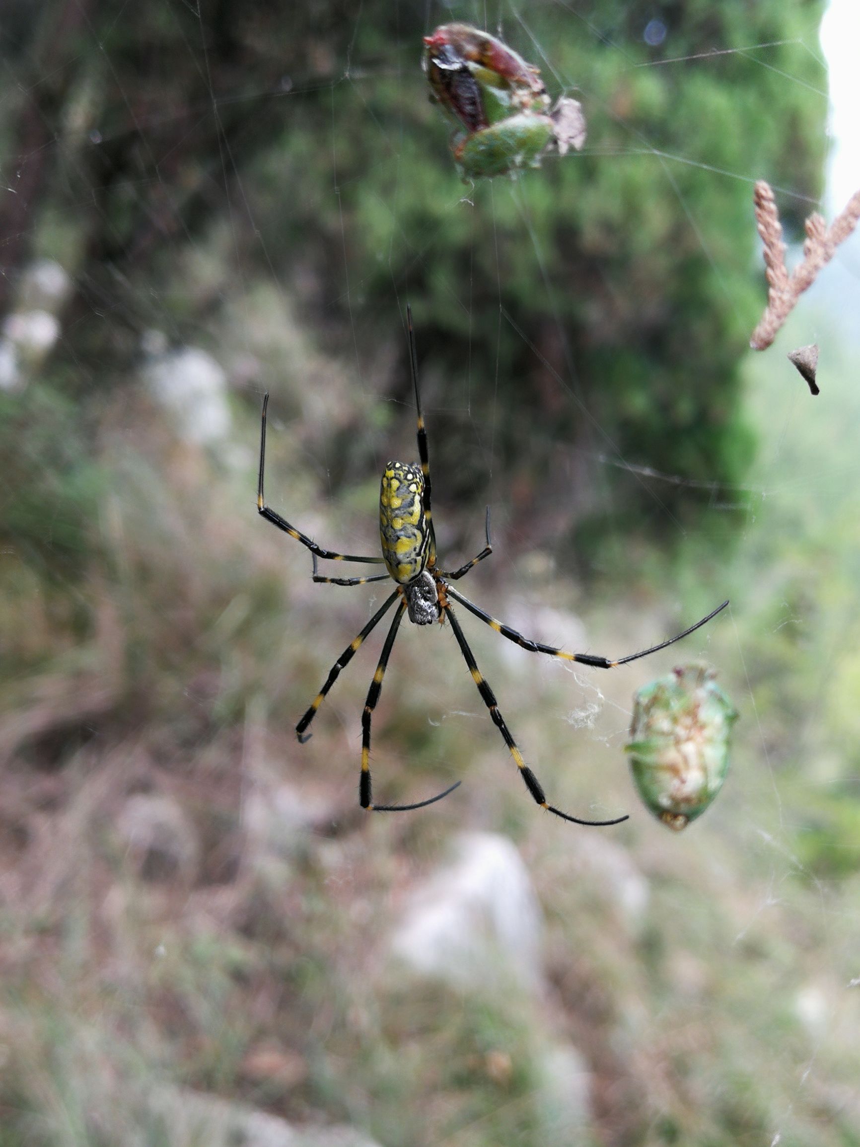 山间遇到彩色大蜘蛛,名字有意思,毒性很小,几百只才有1克毒!