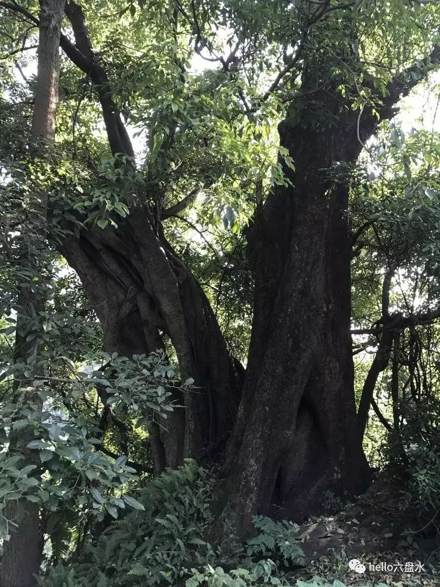 野生血榕树图片