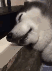 狗被拍醒的表情包图片