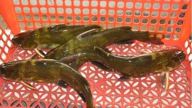 報名丨黃顙魚產業論壇會帶你突破黃顙魚養殖困局