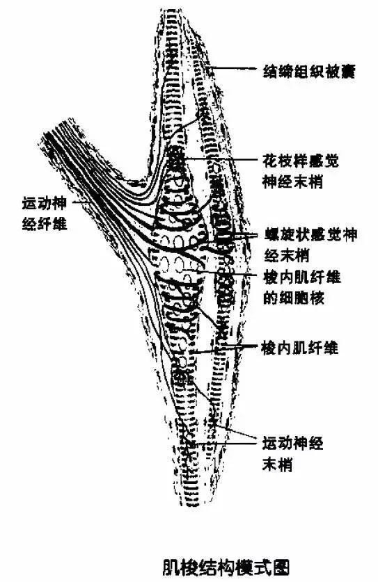 肌梭和腱器官图片