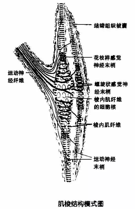 腱梭图片