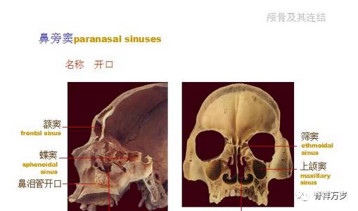 顱骨解剖彩色圖文