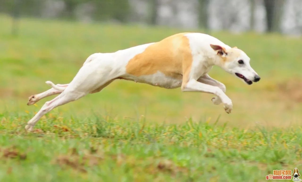 惠比特犬壁纸图片