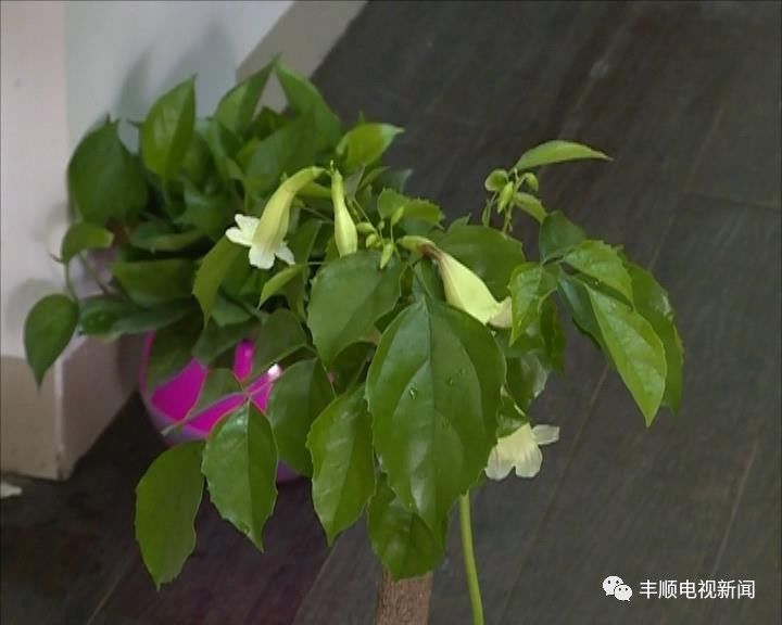 稀奇幸福樹竟然開花結果