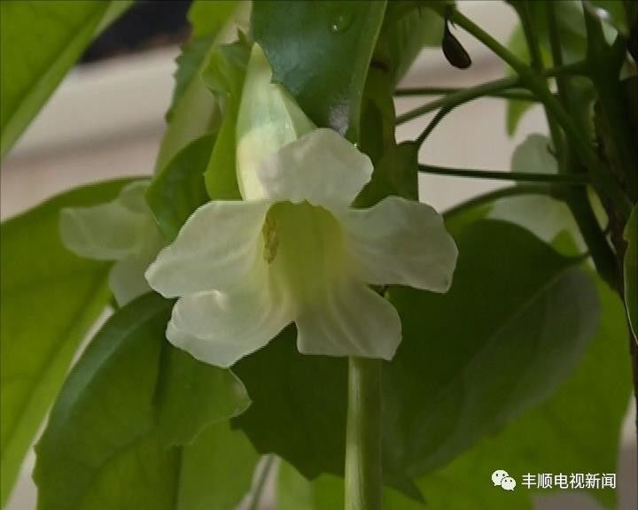 稀奇幸福樹竟然開花結果