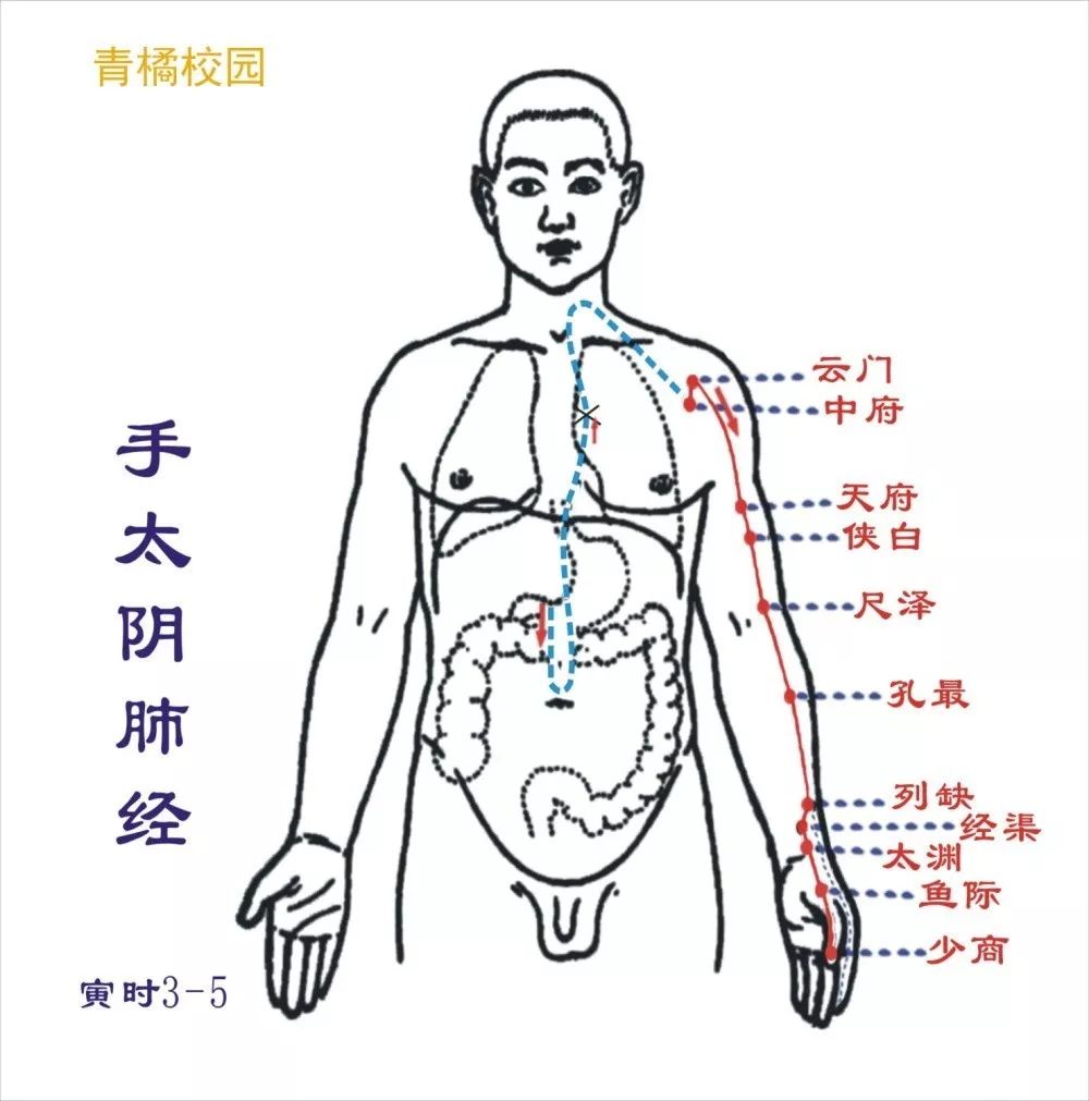 【针灸】肺经,大肠经经络循行图!收图!