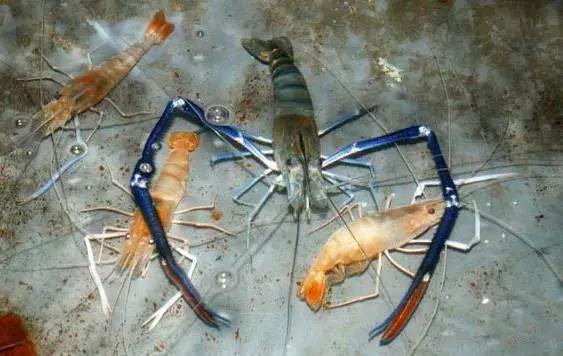 体型最大的淡水虾类之一淡水长臂大虾