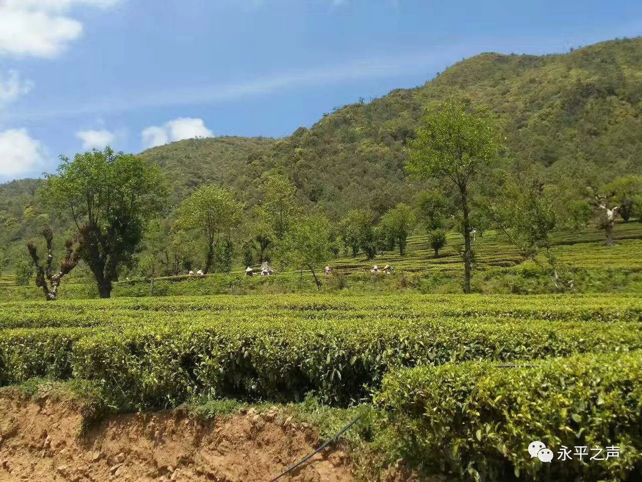 永平:一幅正在繪就中的發展畫卷