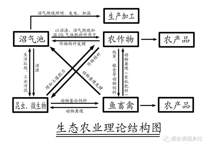 洪泰引领肉牛养殖新变革