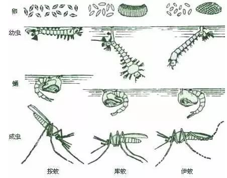 摇蚊幼虫生活史图片