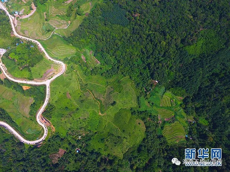 水满乡的茶园,环山公路,热带雨林,稻田,构成一幅美丽的画卷.