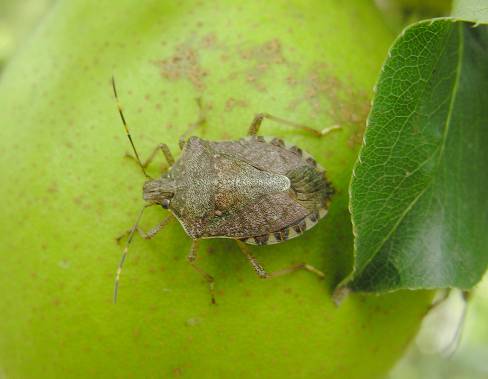 绿盲蝽对果树的危害与防控技术