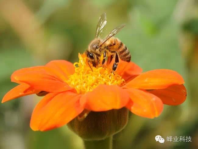 江西蜜蜂秋繁什么时候开始？