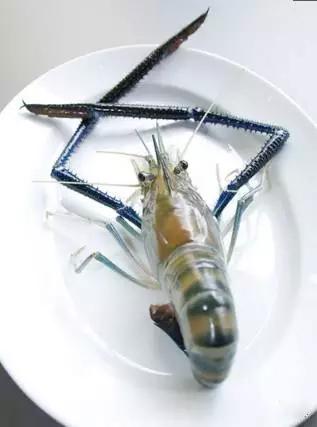 体型最大的淡水虾类之一淡水长臂大虾