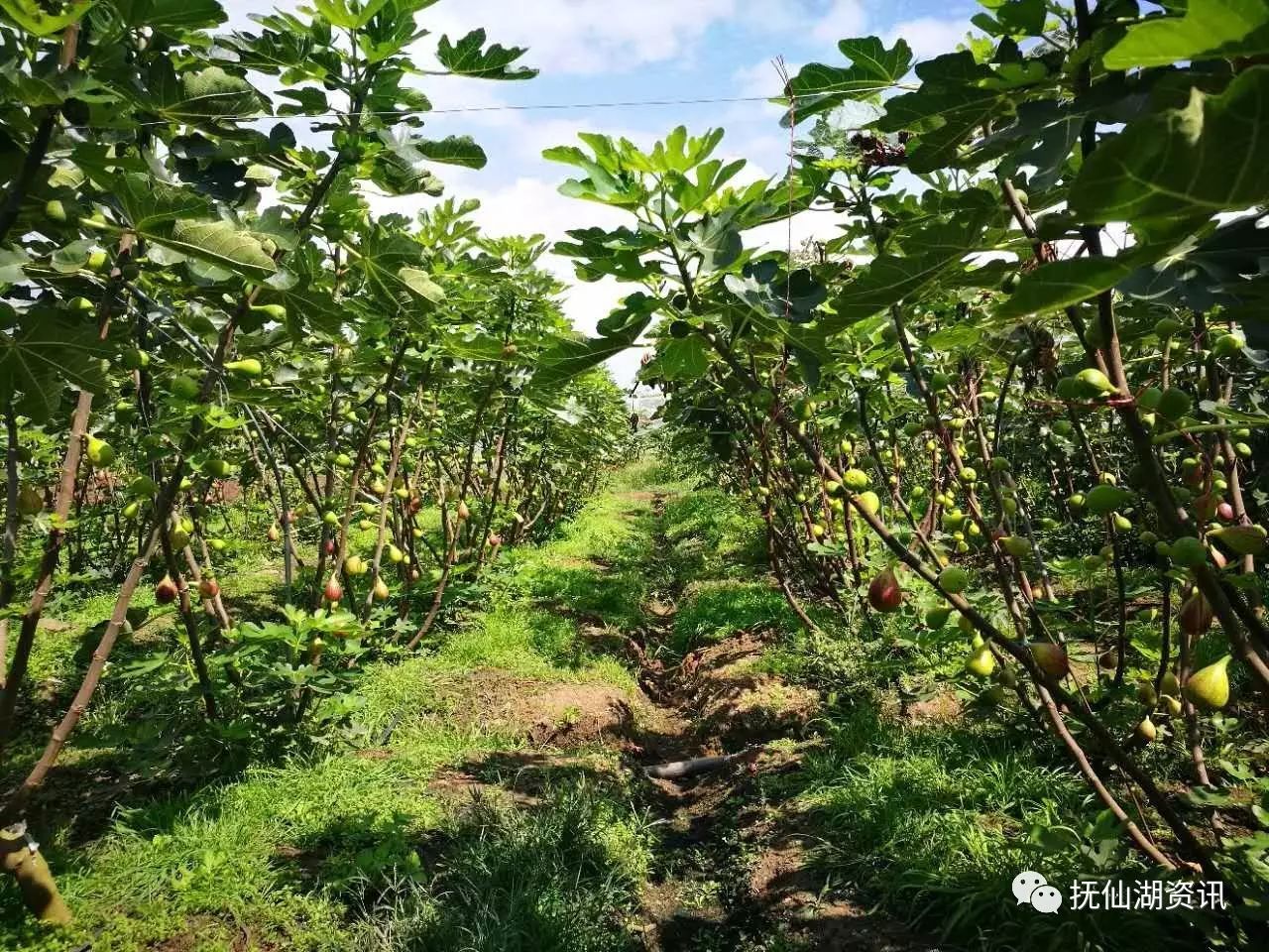 无花果树种植图片