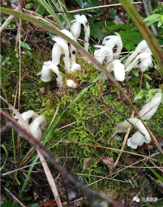 幽冥之花萬源花萼山水晶蘭