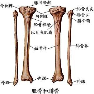 構成膝蓋關節的骨骼包括大腿骨,脛骨和膝蓋骨.