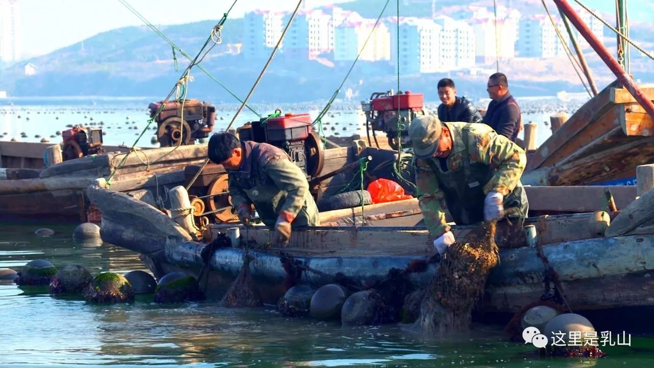 中国牡蛎之乡,中国北方第一牡蛎养殖市——乳山牡蛎上市,个大味美!