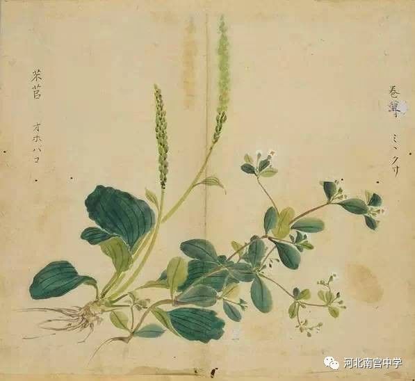 伯兮》4,蒌蒿(芦蒿)翘翘错薪,言刈其蒌;之子于归,言秣其驹.