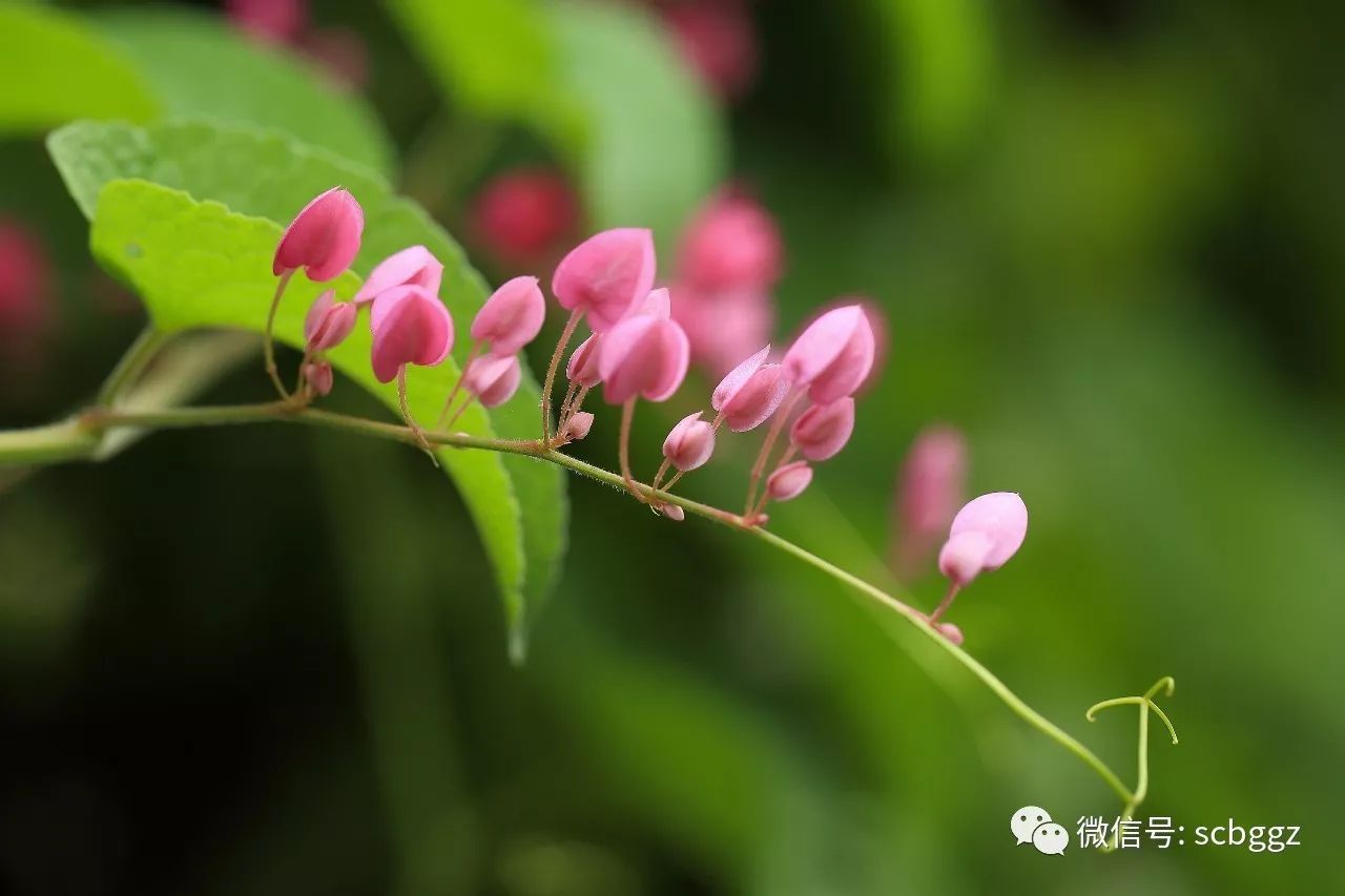 再力花有毒吗(再力花属于什么植物)