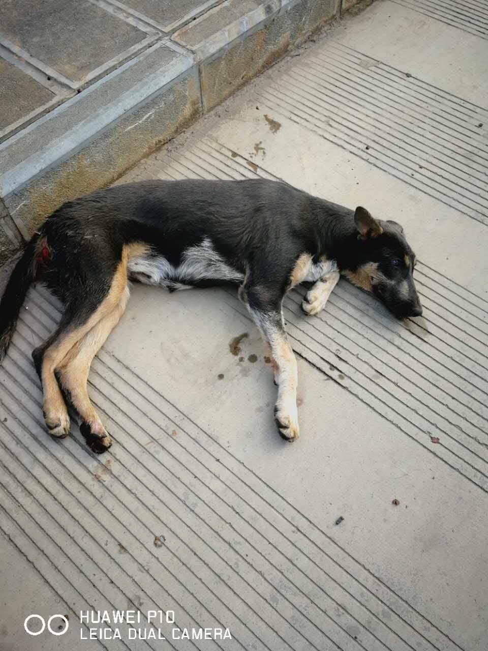 近况大理国际大酒店旁救助被车撞了的狗狗
