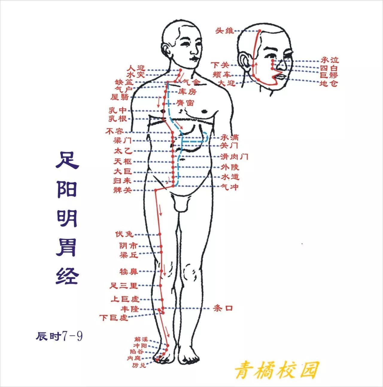 【针灸】足阳明胃经经络循行图!收图(内赠送师姐福利)