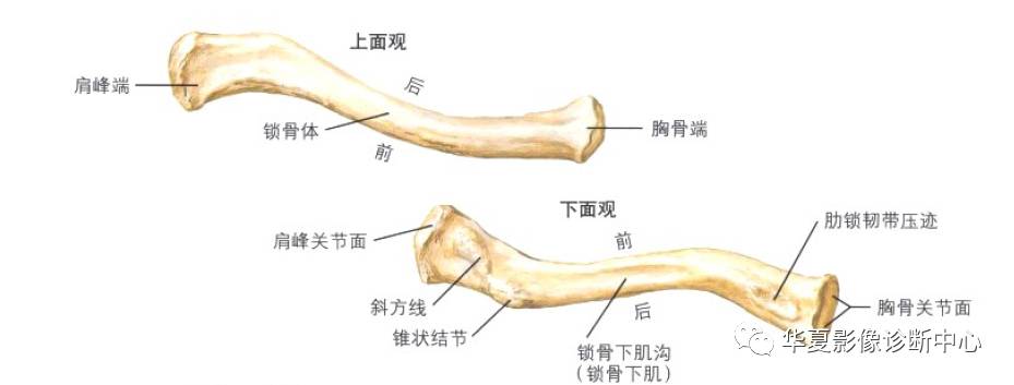 锁骨结构的解剖图图片