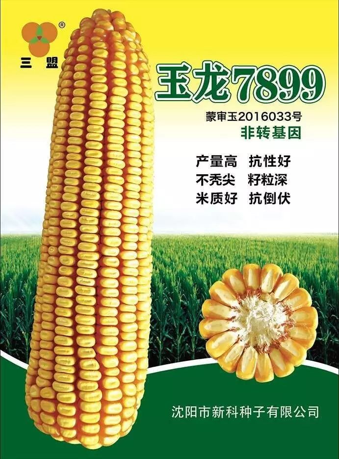 铁研378玉米种的特性图片