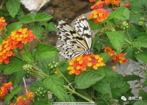 在法布爾先生的引領下走進了昆蟲的世界……好一個妙趣橫生的昆蟲樂園