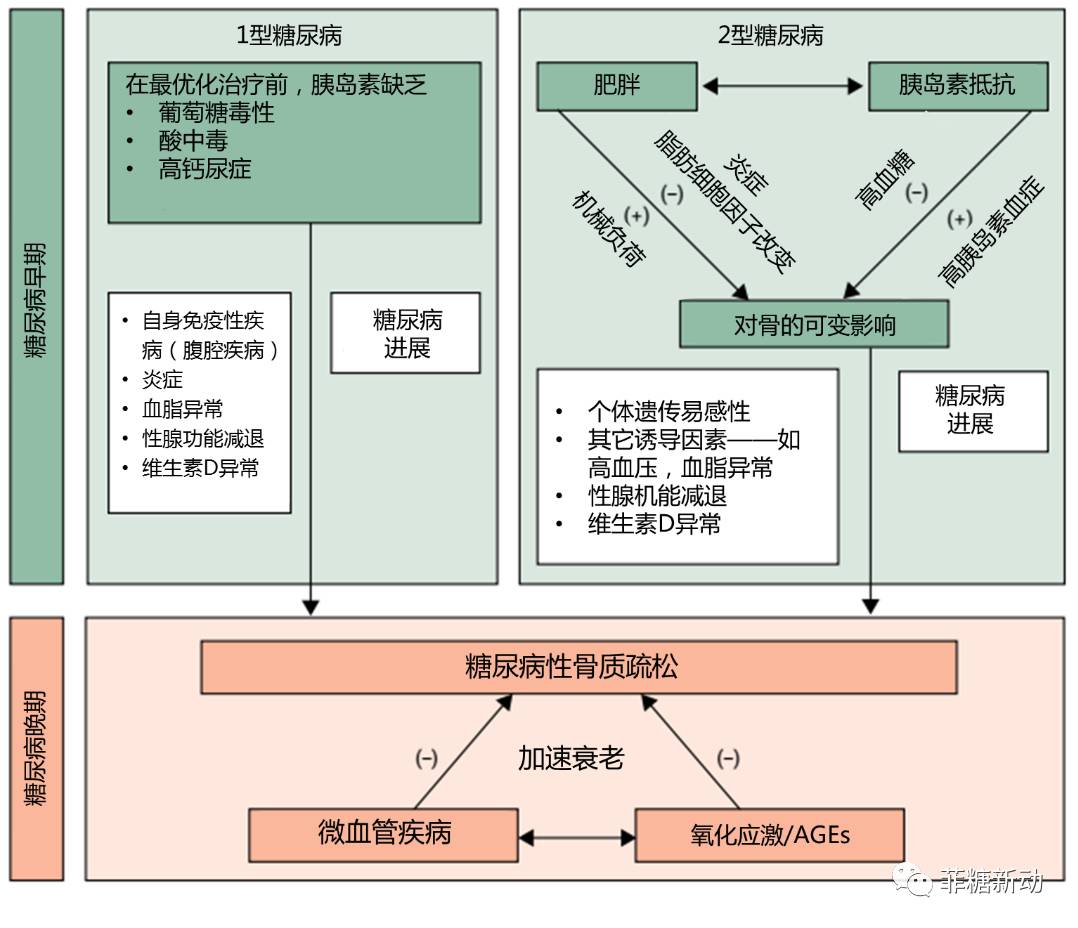 微血管疾病与骨结构的关系模型1型糖尿病确诊时,明显骨丢失现象已经