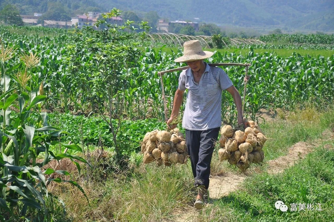 稻浪滚滚丰收季 兴阳凉薯收获忙—彬江兴阳今年凉薯收成好