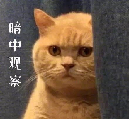 暗中观察橘猫头像图片