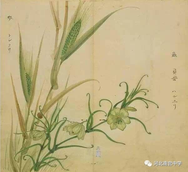 伯兮》4,蒌蒿(芦蒿)翘翘错薪,言刈其蒌;之子于归,言秣其驹.