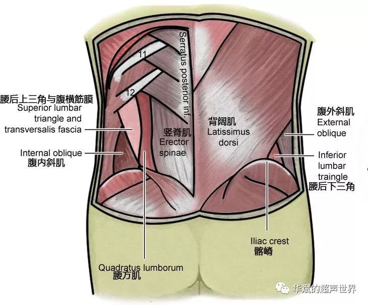 腰下三角 由背阔肌